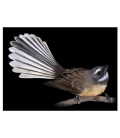 Fantail, Piwakawaka