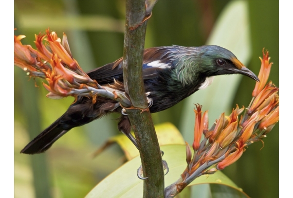 Young Tui feeding on Flax