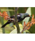 Young Tui feeding on Flax