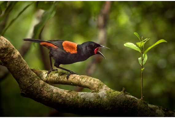 Singing Saddleback