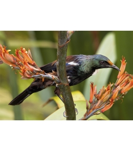 Young Tui feeding on Flax