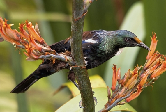 Young Tui feeding on Flax