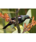 Young Tui feeding on Flax