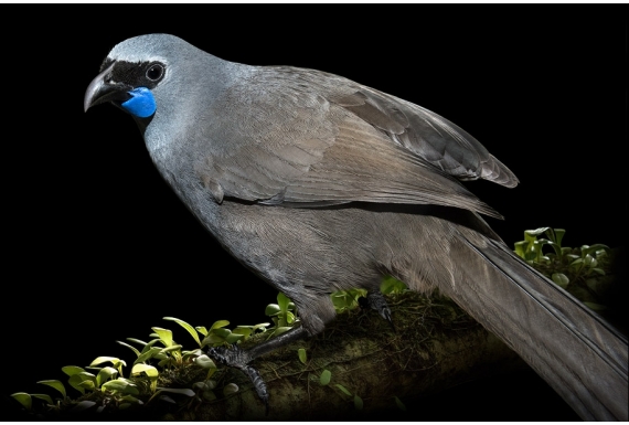 Kokako, Grey Ghost of the Forest