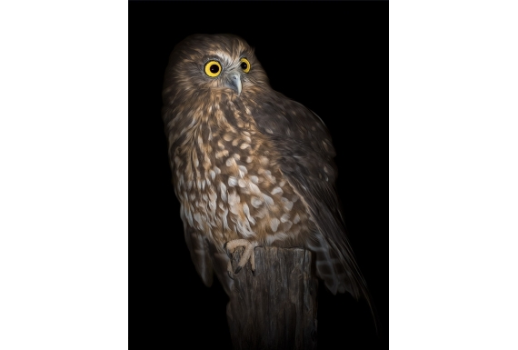 Morepork on Ponga Stump