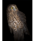 Morepork on Ponga Stump