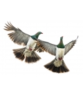 Kereru Couple in Flight