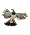 Kereru, Caught in Flight