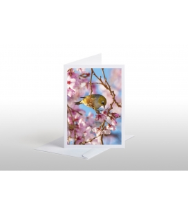 Silvereye, Waxeye (Tauhou): Card