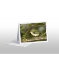 Rifleman, NZ's Smallest Bird: Card