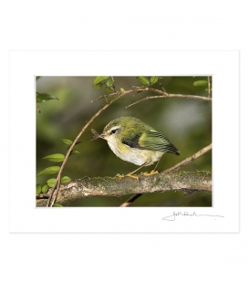 Rifleman, NZ's Smallest Bird: 6x8 Matted Print