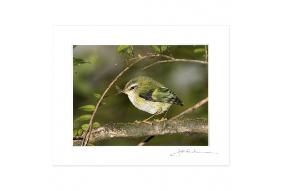 Rifleman, NZ's Smallest Bird: 6x8 Matted Print