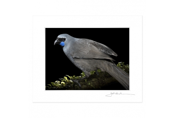 Kokako, Grey Ghost of the Forest: 6x8 Matted Print