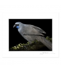 Kokako, Grey Ghost of the Forest: 6x8 Matted Print