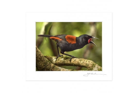 Singing Saddleback: 6x8 Matted Print