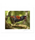 Singing Saddleback: 6x8 Matted Print