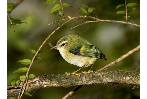 Rifleman, NZ's Smallest Bird