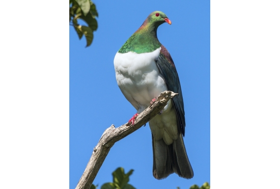 Kereru in Puriri Tree