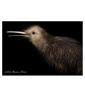 Little Brown Kiwi: Card