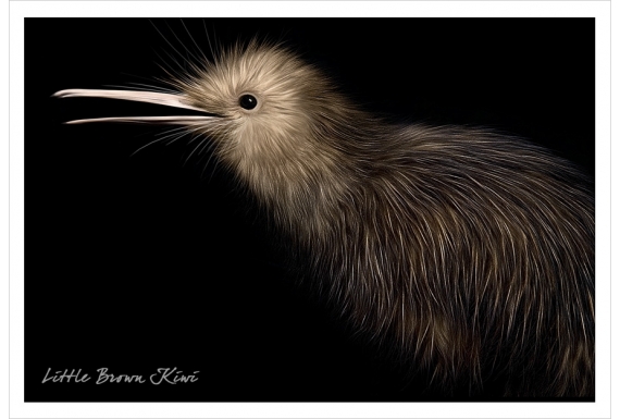 Brown Kiwi: Card