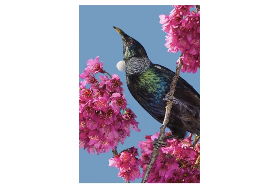 Tui in Cherry Blossom: Card