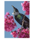 Tui in Cherry Blossom: Card