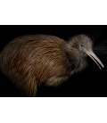 North Island Brown Kiwi