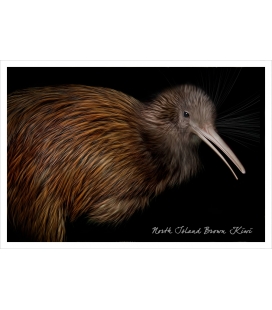 North Island Brown Kiwi: Card