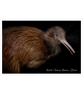 North Island Brown Kiwi: Card