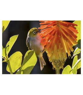 Waxeye on Red Hot Poker: Card