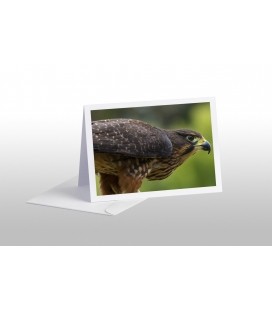 Karearea, endangered native NZ Falcon: Card