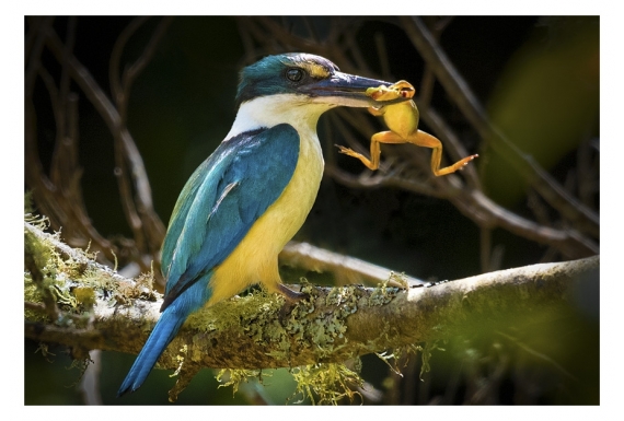 Kingfisher with Catch: Card