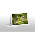 Male Stitchbird (Hihi) with fledged Chick: Card