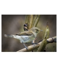 Grey Warbler, Riroriro: Card