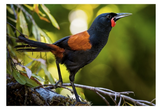 Saddleback, Tieke: Card