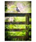 Quail on Gate: Card