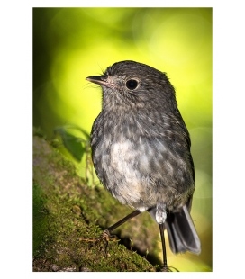 North Island Robin, Toutouwai: Card