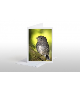 North Island Robin, Toutouwai: Card