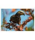 Kaka, the Bush Parrot: Card