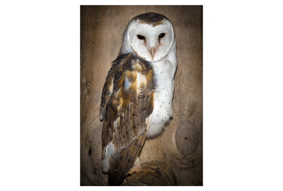 The Barn Owl, New Zealand's newest native: Card