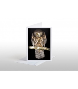 Morepork (Ruru) with Weta: Card