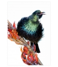 Singing Tui: Card