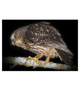 Morepork on tree branch: Card