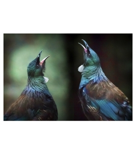 Tui Duet: Card