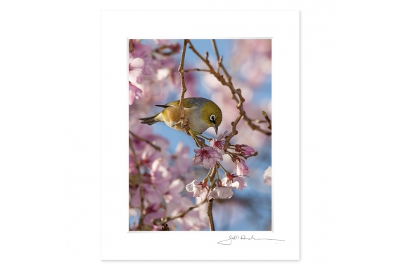 Waxeye in Cherry Blossom: 6x8 Matted Print