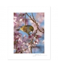 Waxeye in Cherry Blossom: 6x8 Matted Print