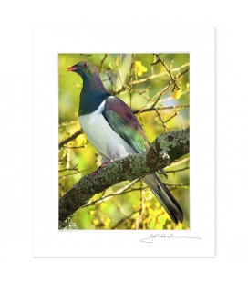 Kereru in Kowhai: 6x8 Matted Print