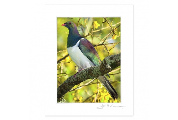 Kereru in Kowhai: 6x8 Matted Print