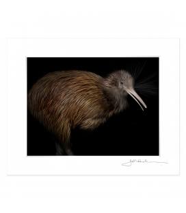 North Island Brown Kiwi: 6x8 Matted Print