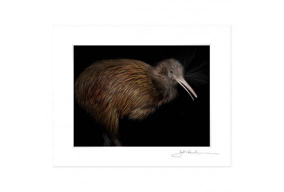 North Island Brown Kiwi: 6x8 Matted Print